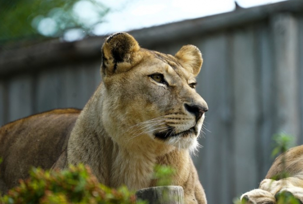 Zoo d'Amnéville : Lionne