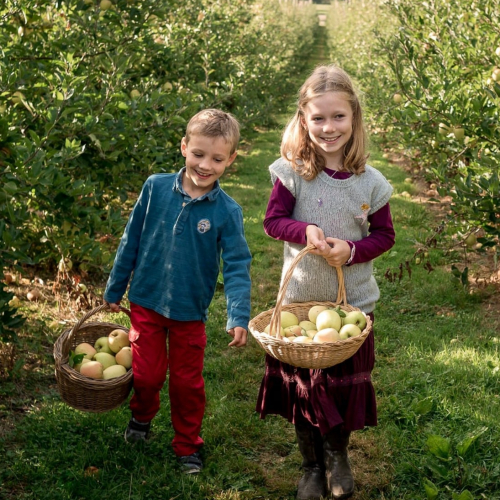 Cueillette de la Grange : enfants ramassent des pommes
