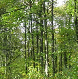 Forêt de Rambouillet