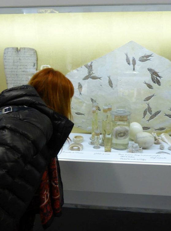 Le monde marin en cabinet de curiosité, oeil de baleine - Musée des Confluences