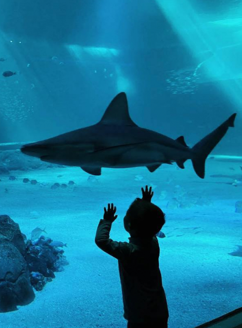 Le Mois de l'Océan à Nausicaá