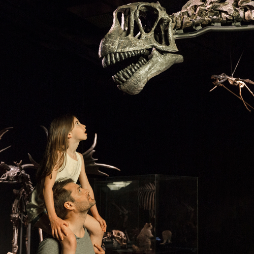 Musée des confluences Lyon 2024 : une petite fille sur les épaules de son père devant un squelette de dinosaure