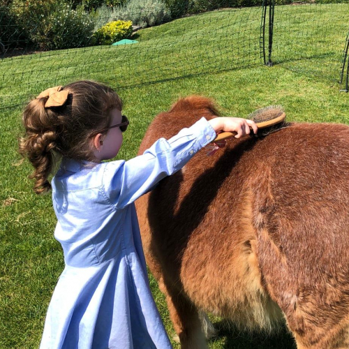 Une ferme chez vous : fillette brosse cheval