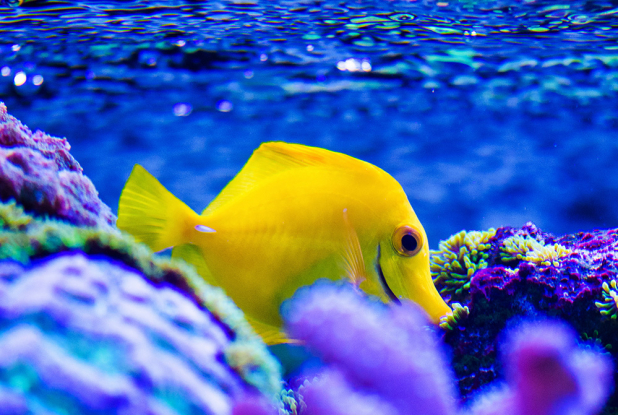 Poisson chirurgien à l'Aquarium de Lyon