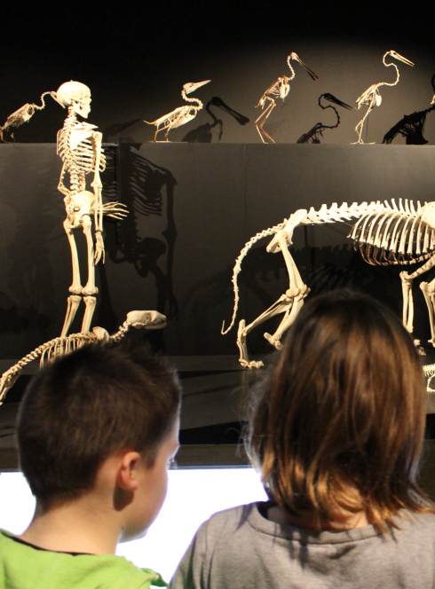 Les sorcies au museum : animation pour enfants