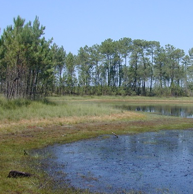Parc naturel régional des Landes de Gascogne