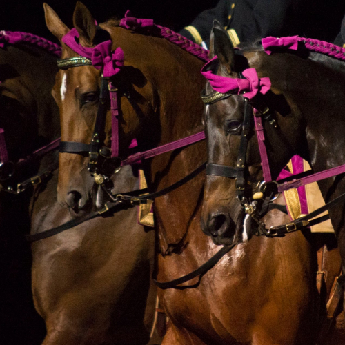 Le Cadre Noir de Saumur
