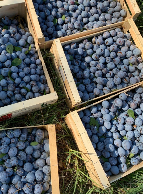 Fête de la prune de Brignoles