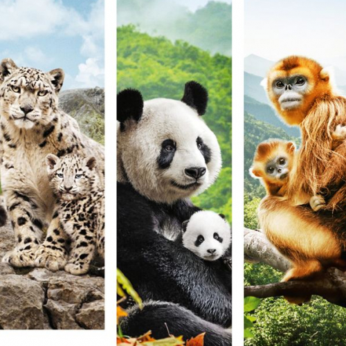 Nés en Chine - Affiche française v2