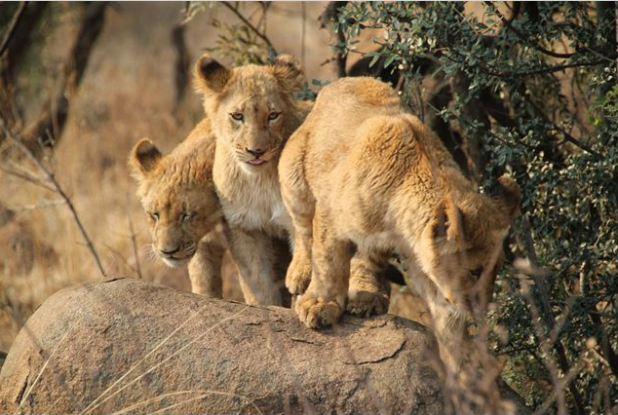 African Safari : lionceaux
