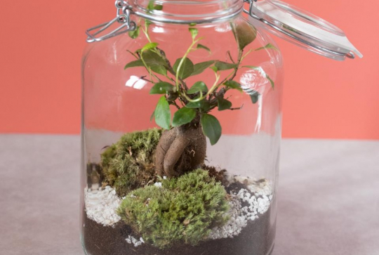 Terrarium Nature et Découvertes