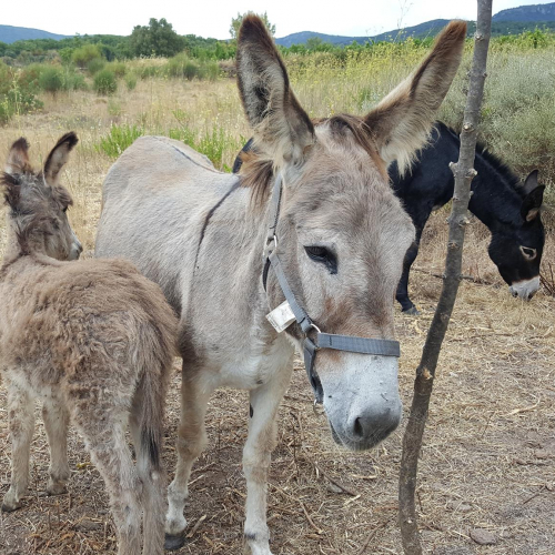 L'asinerie Aux Petits Sabots