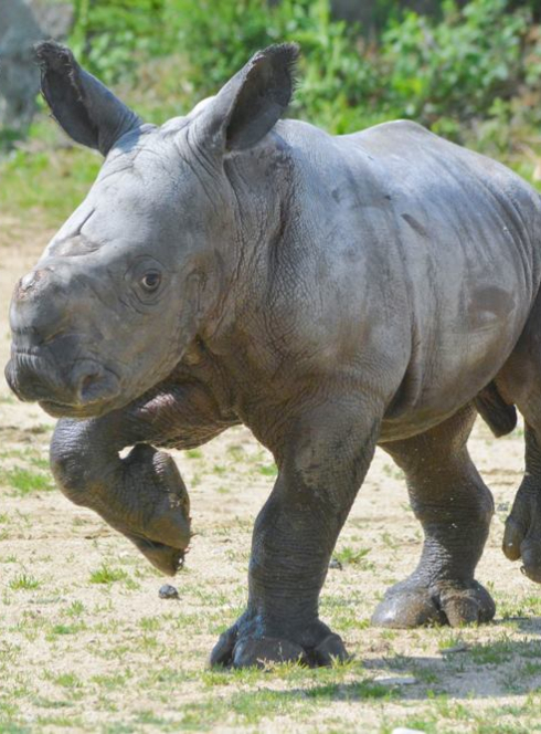 Safari en ville - Safari de Peaugres