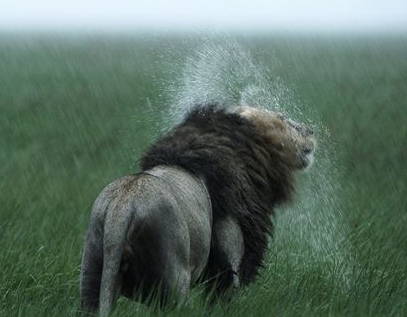 Nature (Enchanted Kingdom)