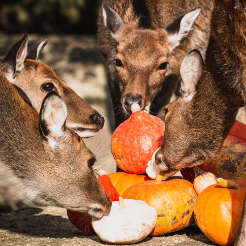 Legendi'Halloween : citrouilles
