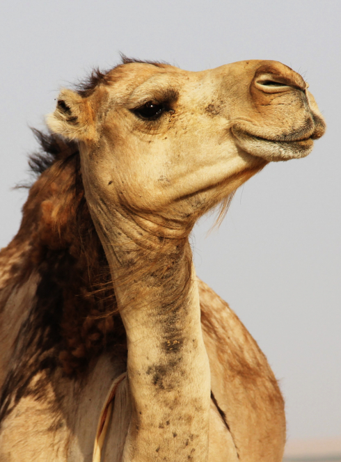 Éclats de Fête à Pontaumur