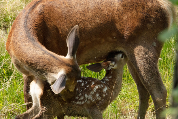 Bambi, L’histoire d’une vie dans les bois : le faon et sa mère