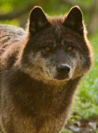 Loup noir canadien au Parc Animalier Sainte-Croix