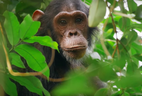 National Geographic Wild France