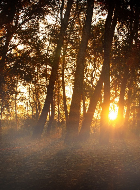 Parc de la Valmasque : Sentier dans les bois