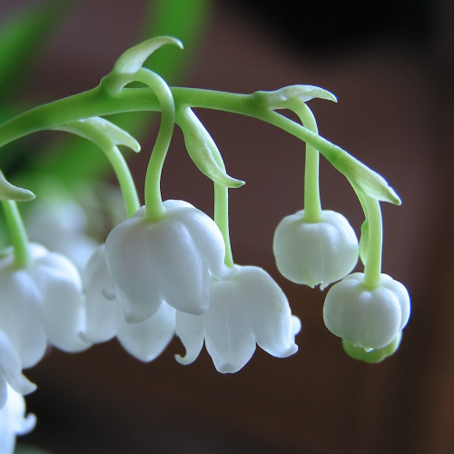 Muguet