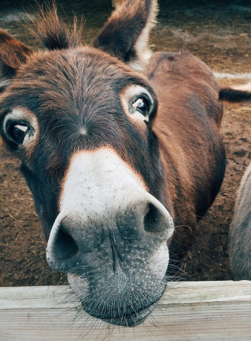 la closerie des tout petits