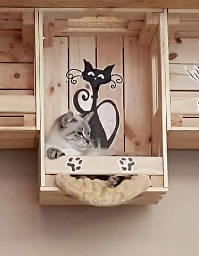 Un chat qui se prélasse au Chatperlipopette.