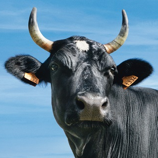 Salon de l'agriculture - Affiche 2017