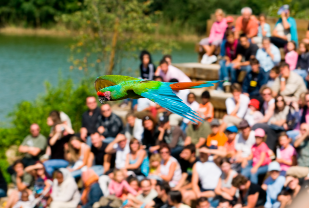 Parc des Oiseaux - le spectacle