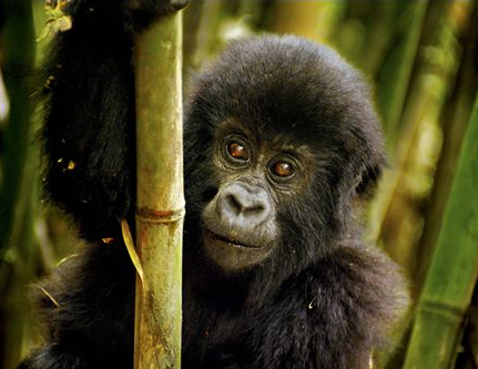 Nature (Enchanted Kingdom)