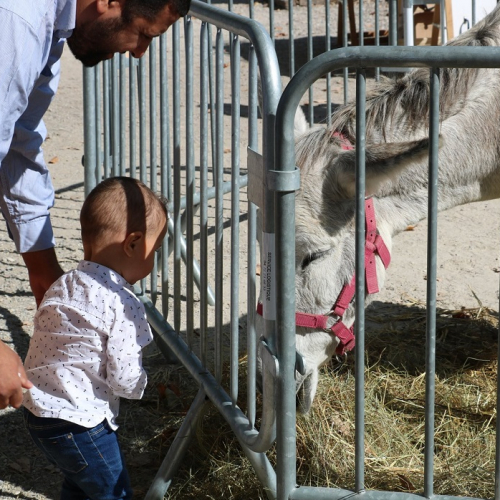 Foire d'automne de Saint-Priest : Un bébé à côté d'un âne