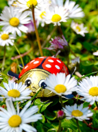 Pâques 2024 aux Jardins des coccinelles : chocolat coccinelle caché dans le jardin