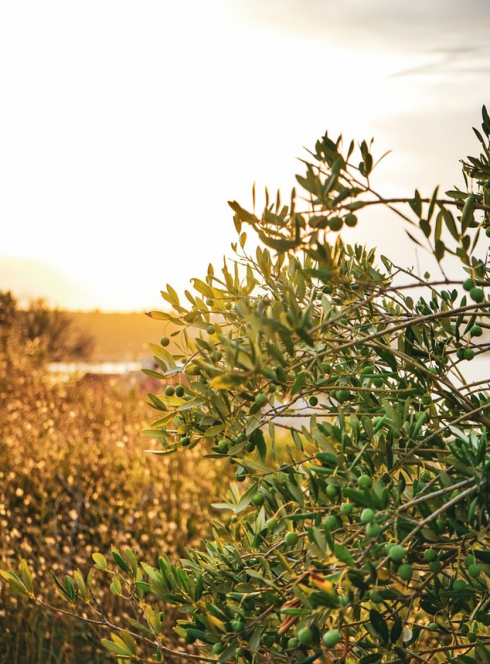 Fête de l'Olive des Collines Niçoises