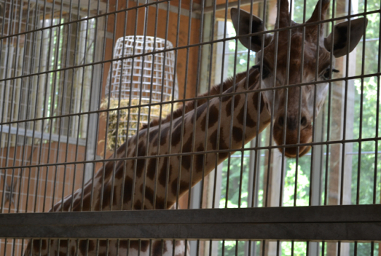 Zoo de Lyon la giraferie