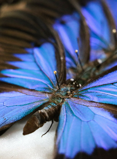 Somptueux Papillons