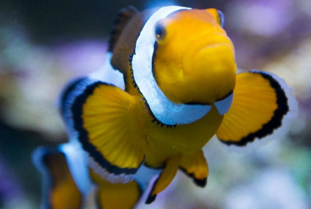 Océarium du Croisic - Poisson Clown