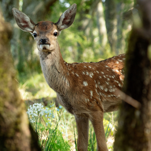 Bambi, L’histoire d’une vie dans les bois : le faon