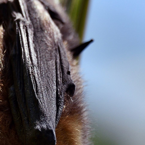 Nuit de la chauve-souris - Parc zoologique de Paris