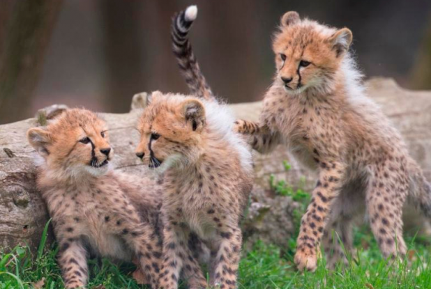 Safari de Peaugres - Bébés panthères