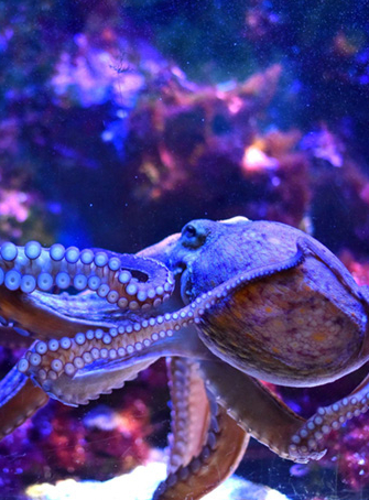 Musée océanographique de monaco