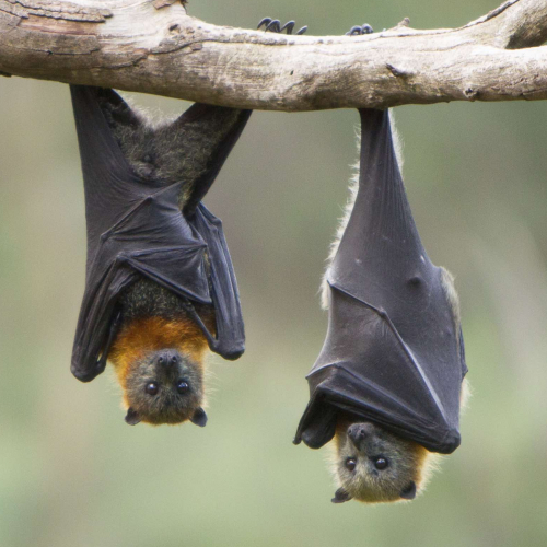 Nuit de la chauve-souris près de Rennes