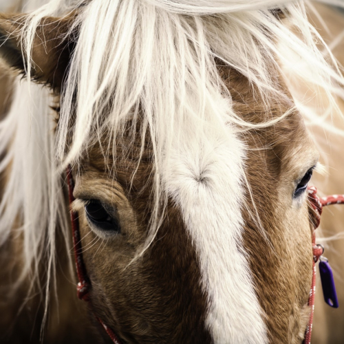 Balade à poney à Ouest littoral et coteaux en fête
