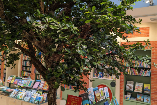 Chantelivre : arbre au milieu des livres