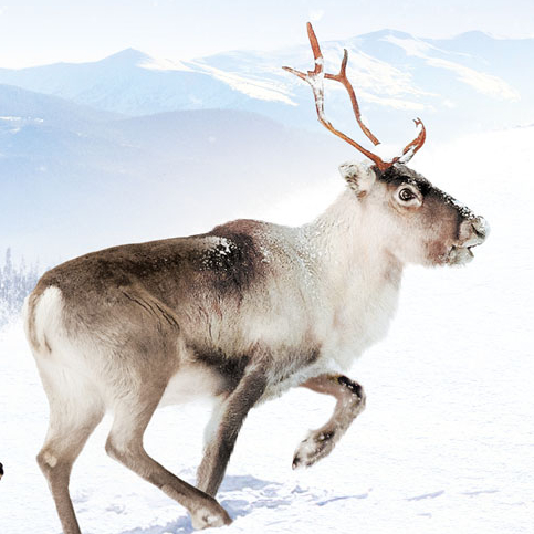 Aïlo : une odyssée en Laponie - Affiche finale