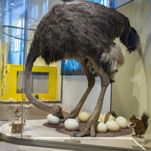 L'autruche du Musée des tout-petits