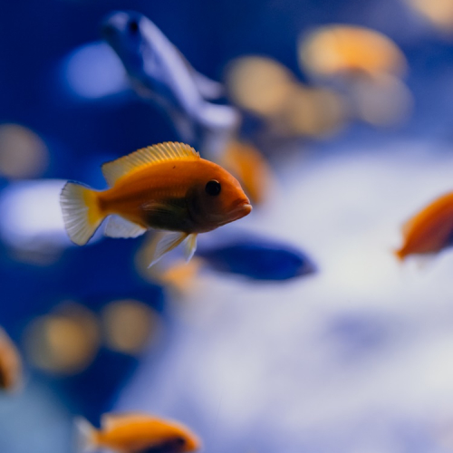 Aquarium de Lyon - poisson orange