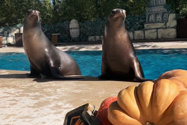 Halloween au Zoo African Safari : otaries