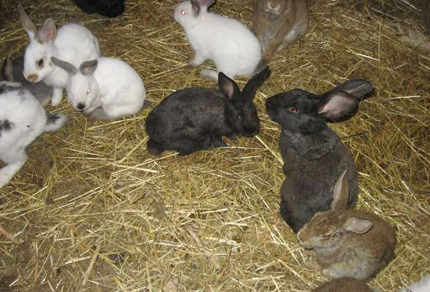 Le jardin de Mélisse : lapins