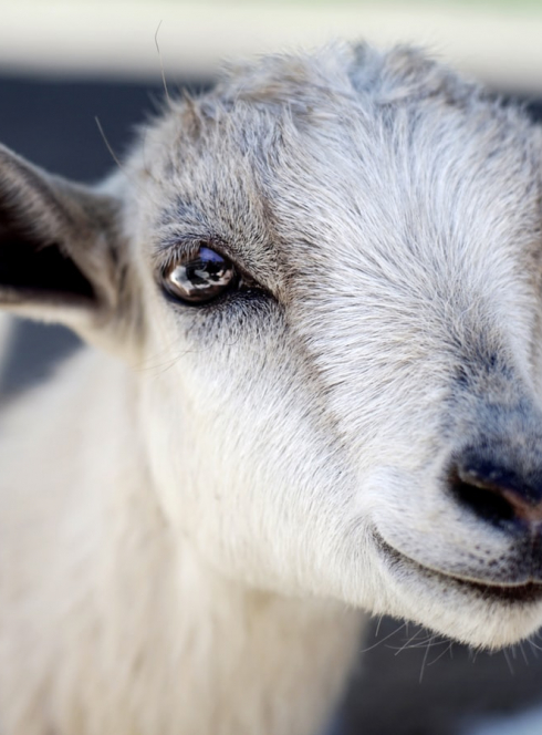 Bassin de Gannat en Foires 2019