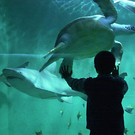 Aquarium de Lyon